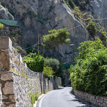 Lilium Luxury * 카프리